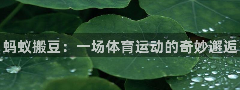 蚂蚁搬豆：一场体育运动的奇妙邂逅